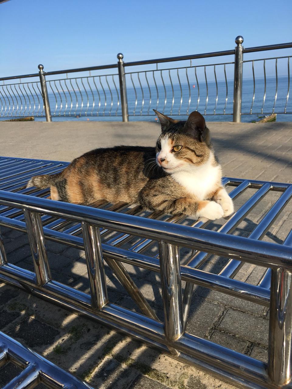 Калининградский котик, чтобы разбавить текст:)